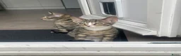 Mixed Breed cats for sale: Two Sisters 16 weeks old - Advert 3