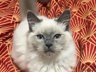 Ragdoll cats Ragdoll girl - Advert 1