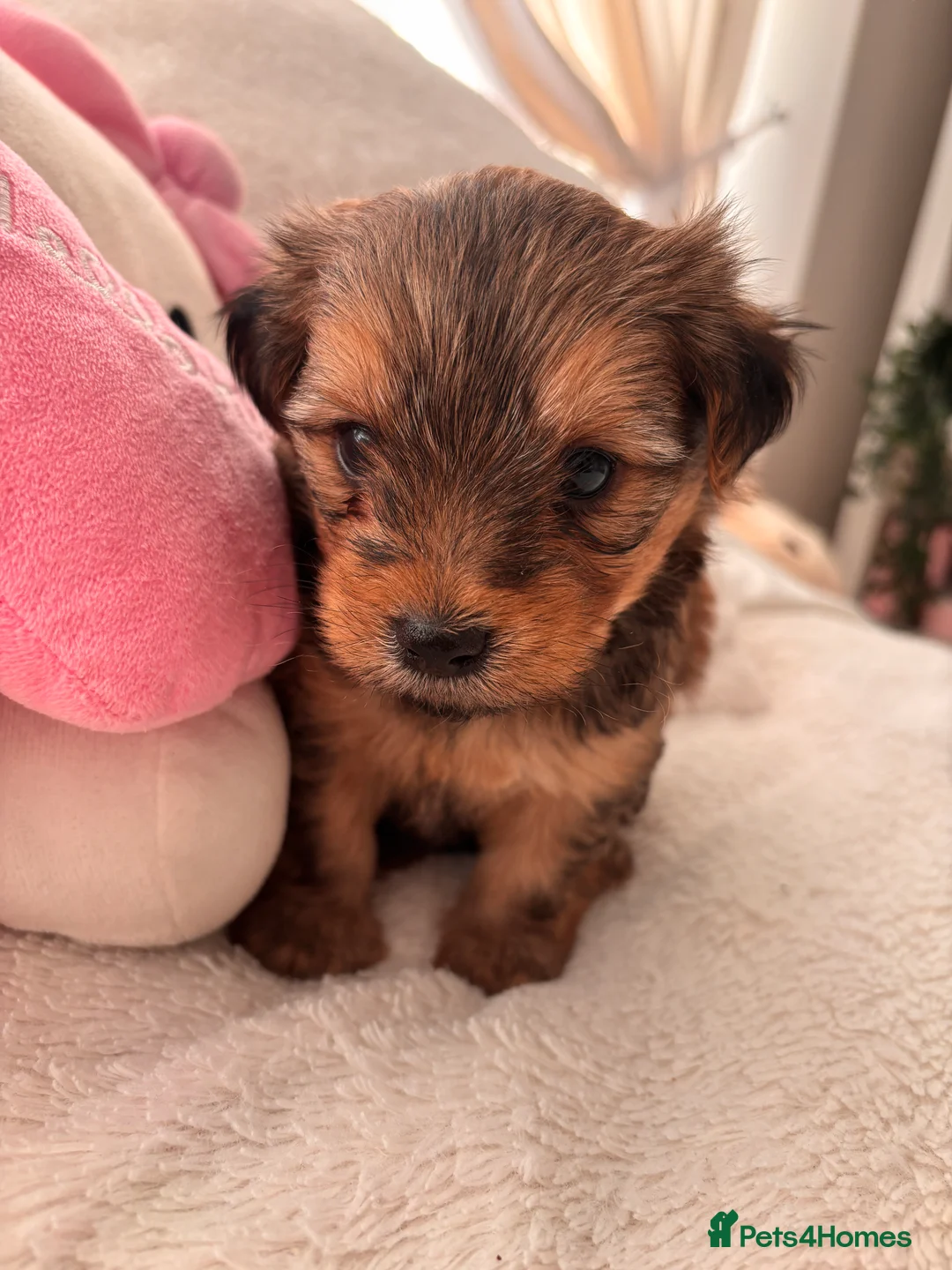 Yorkshire Terrier dogs for sale: Yorkshire Terrier 2 boys left  - Advert 12