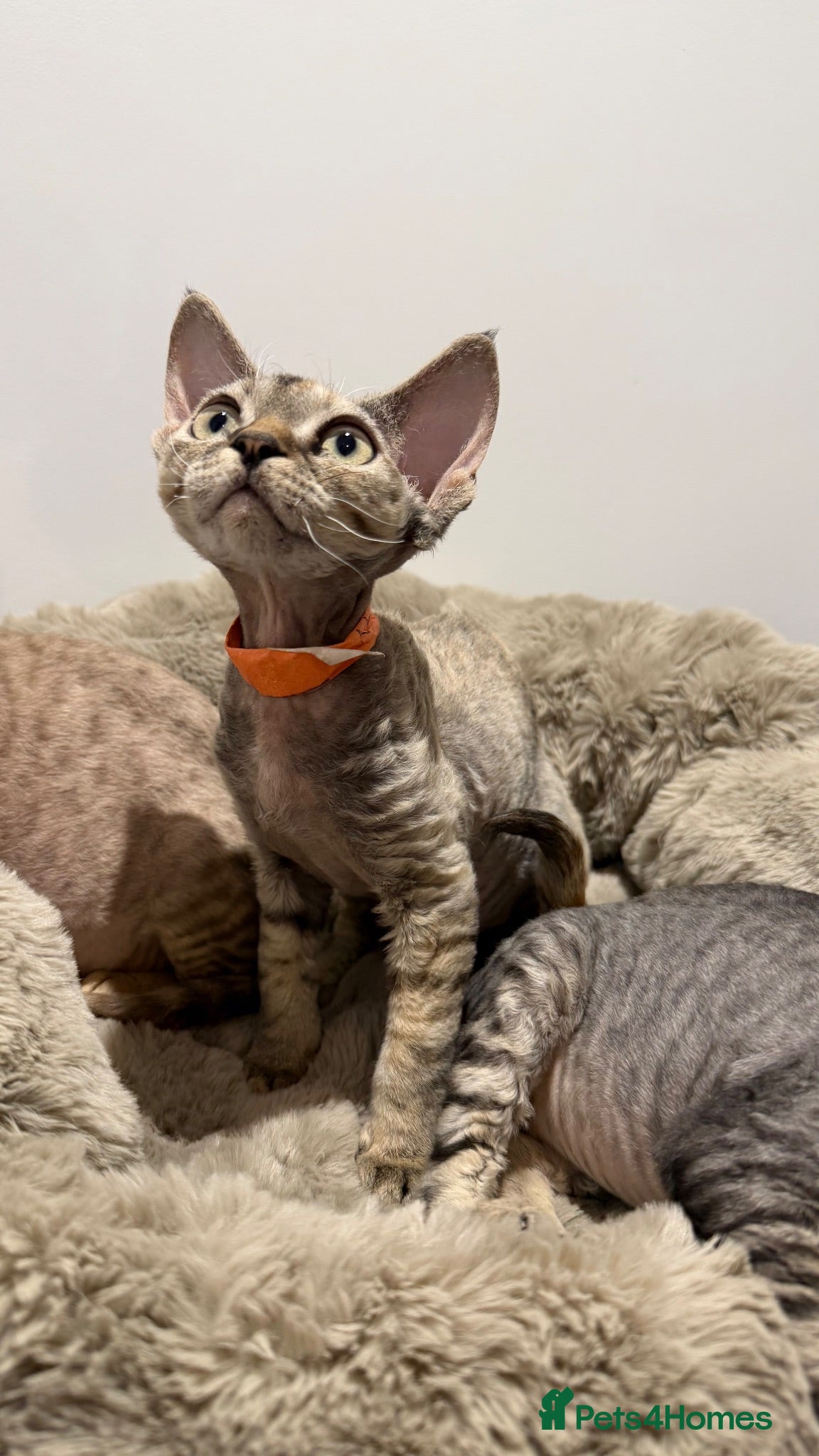 Devon Rex cats Devon Rex - Advert 1