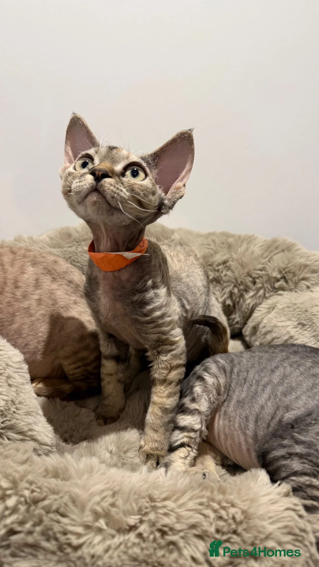 Devon Rex cats for sale: Devon Rex - Advert 1