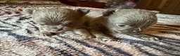 Chihuahua dogs for sale: Tiny stunning Russian Chihuahua’s   - Advert 30