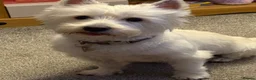 West Highland Terrier dogs for stud: KC Registered West Highland White Terrier *STUD* - Advert 12