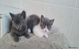 British Shorthair cats for sale: Beautiful Blue British Shorthair Kittens - Image 3