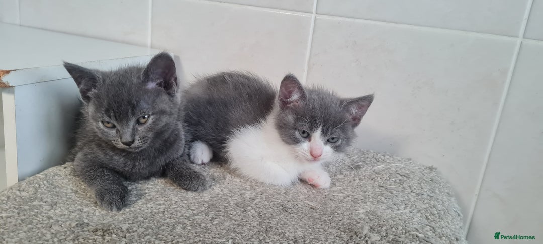 British Shorthair cats for sale: Beautiful Blue British Shorthair Kittens - Image 3