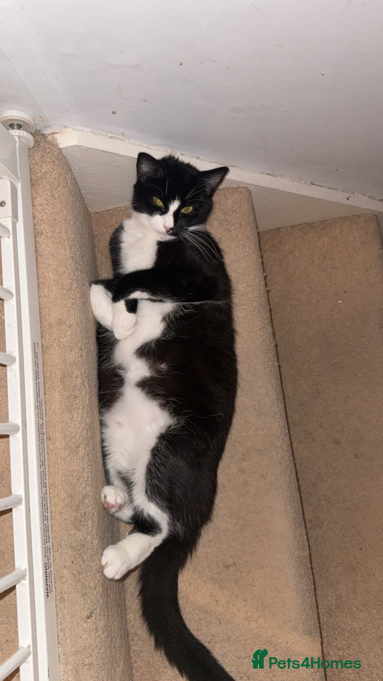 Mixed Breed cats 5 beautiful kittens for new home 😍 - Advert 1