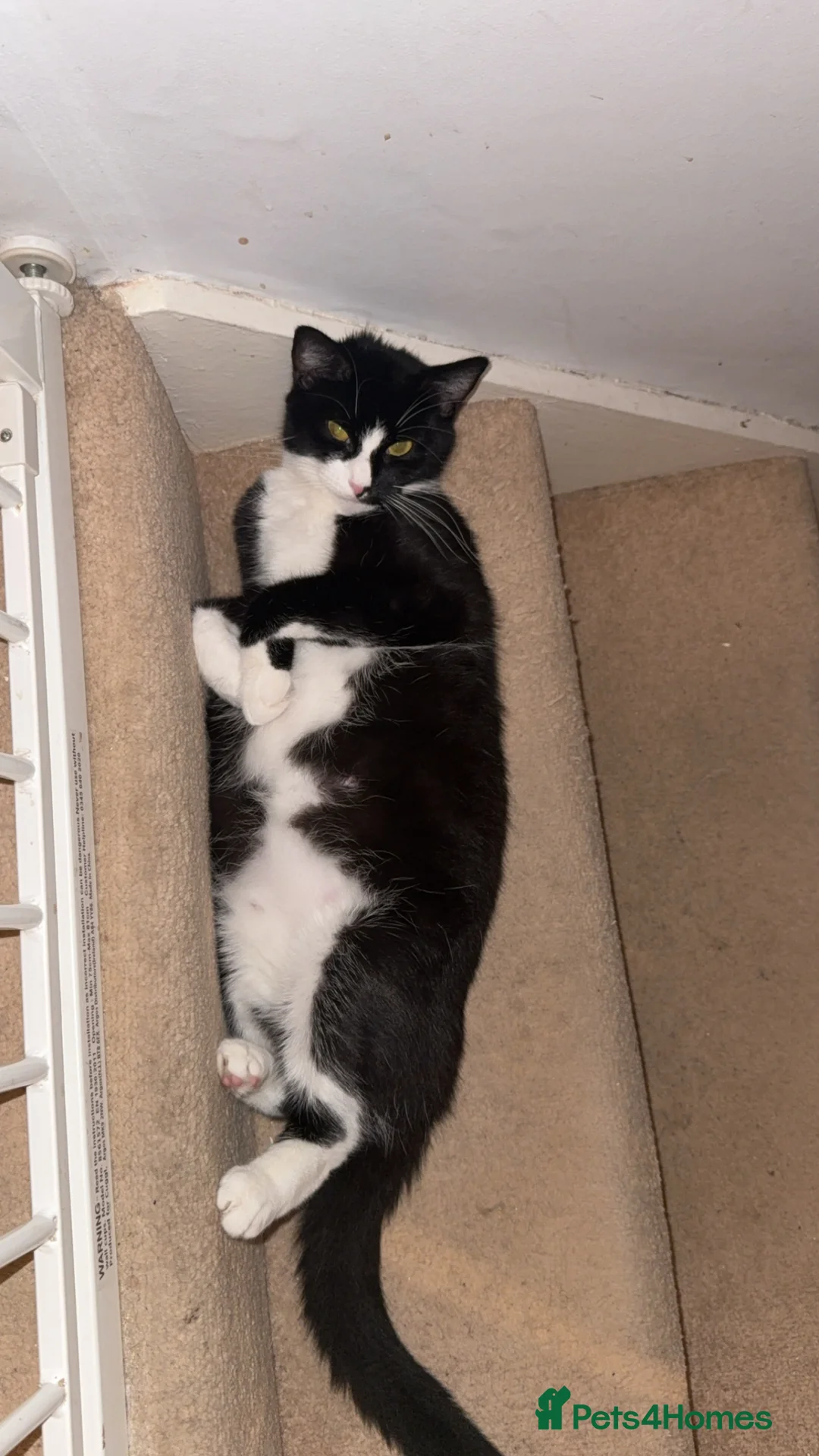 Mixed Breed cats for sale: 5 beautiful kittens for new home 😍 - Advert 1