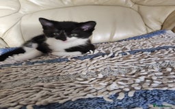 Mixed Breed cats for sale: Kittens - Advert 2