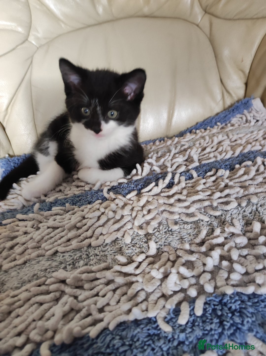 Mixed Breed cats for sale: Kittens - Advert 2