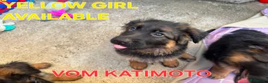 Yellow girl
