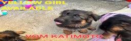 German Shepherd dogs for sale: KC Register German Shepherd puppies  in London - Advert 19