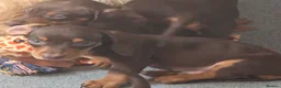 Miniature Dachshund dogs for sale: Stunning miniature dachshund puppies - Advert 12
