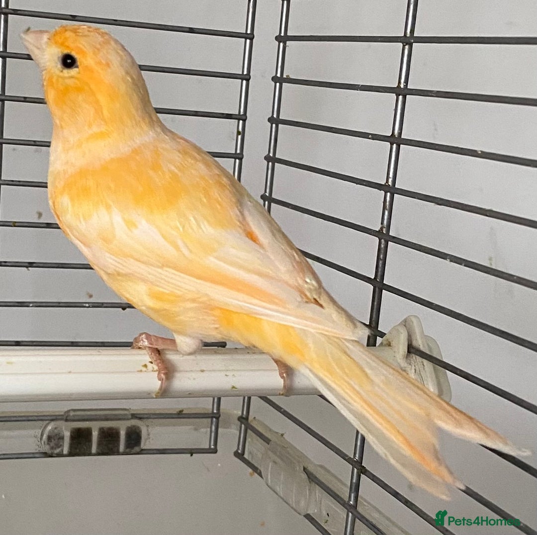Canaries birds for sale: Female  - Advert 1