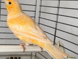 Canaries birds Female - Advert 1