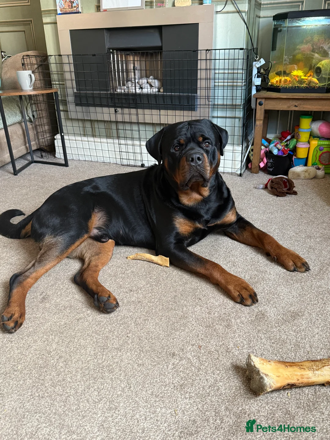 Rottweiler dogs for stud: Rottweiler For Stud - Advert 2
