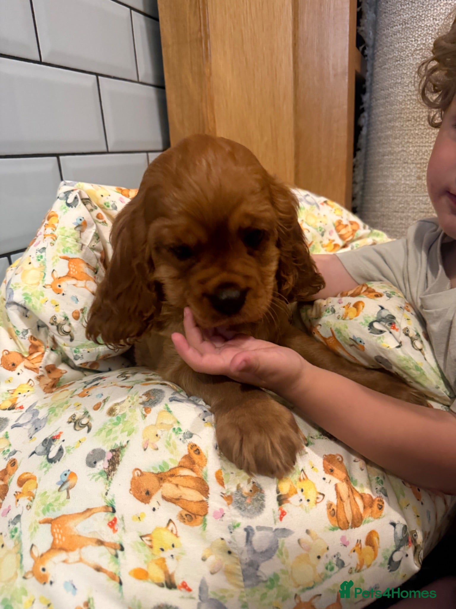 Cavalier King Charles Spaniel dogs Extensively Health Tested Cavilier King Charles  - Advert 2