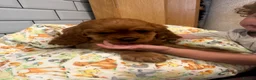 Cavalier King Charles Spaniel dogs for sale: Extensively Health Tested Cavilier King Charles  - Advert 1