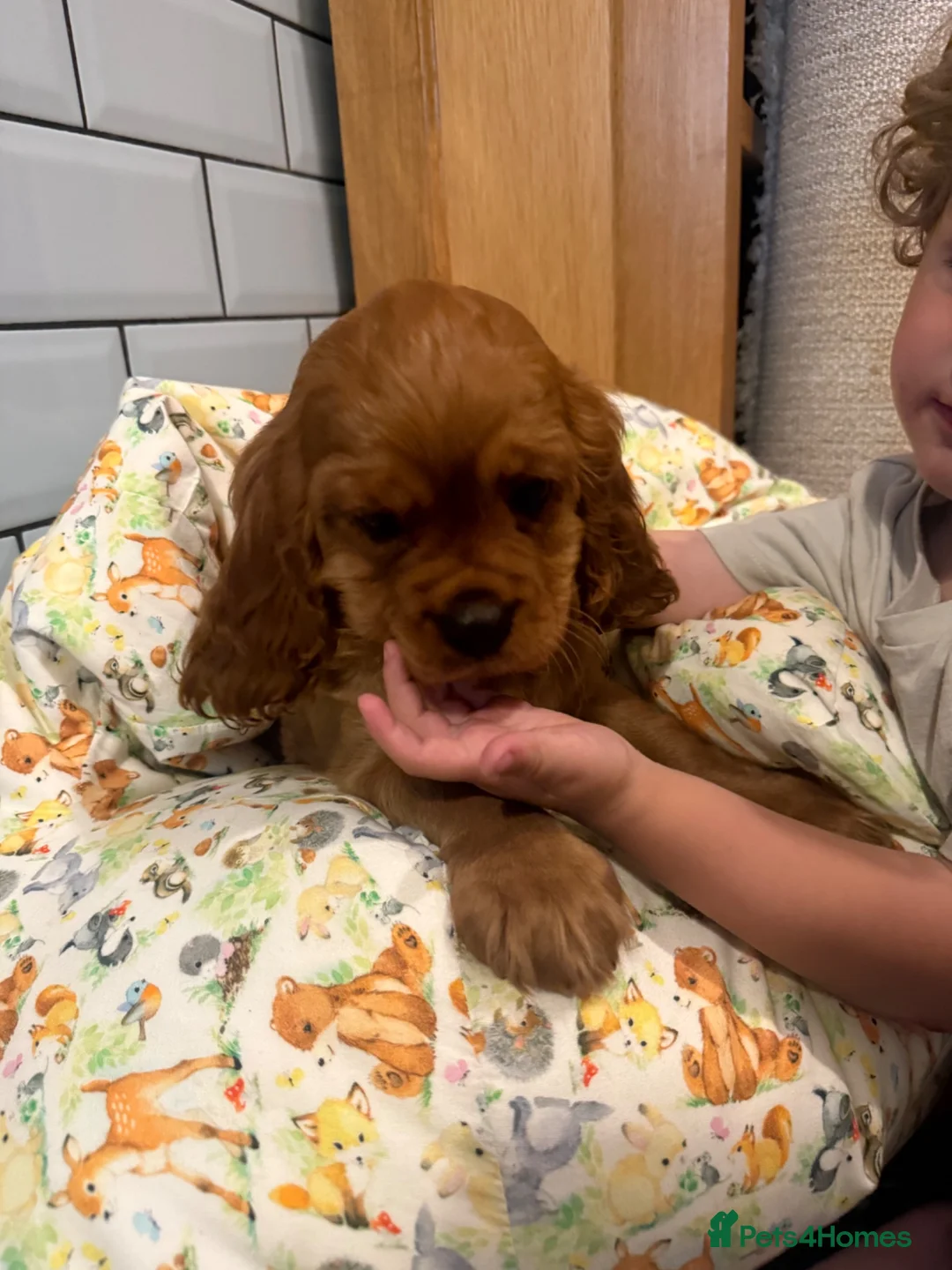 Cavalier King Charles Spaniel dogs for sale: Extensively Health Tested Cavilier King Charles  - Advert 1