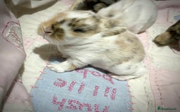 Mini Lop rabbits for sale: 4 Mini Lop Baby Bunnies - Image 5