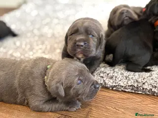 Mixed Breed dogs *ITALIAN MASTIFFS* Cane Corso x Presa Canario Pups - Advert 15