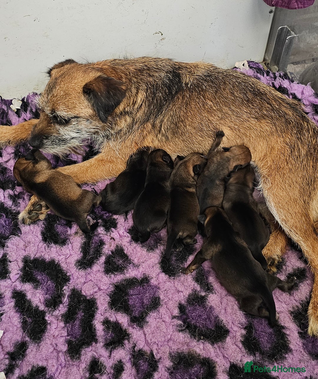 Border Terrier dogs for sale: Border terrier pups - Image 3