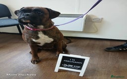 Boxer dogs for sale: 9 Beautiful Boxer Pups - Available from 22/12/2025 - Advert 33