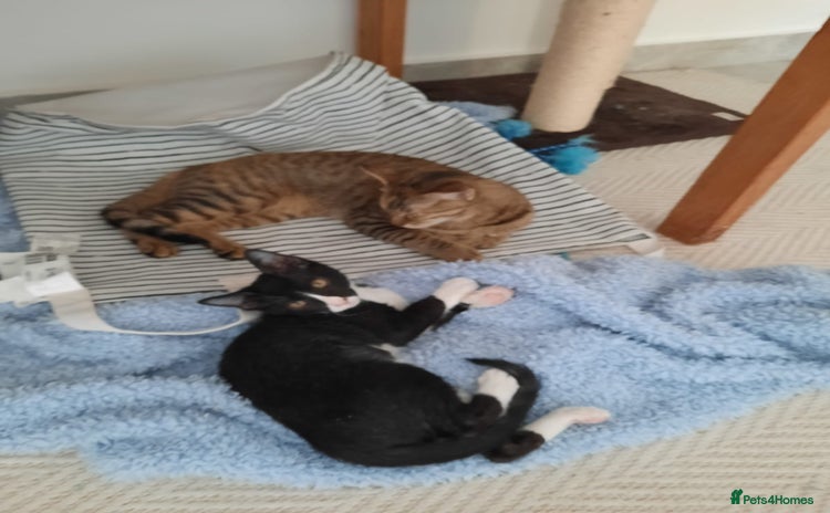 Arabian Mau cats - Advert 1