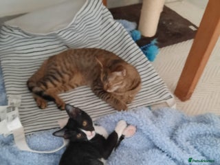 Arabian Mau cats - Advert 2