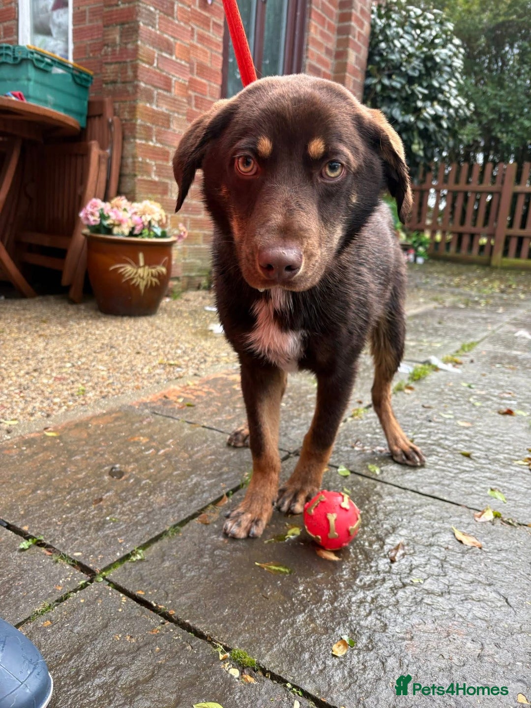 Mixed Breed dogs for adoption: Bruno - Norwich Norfolk  - Advert 2