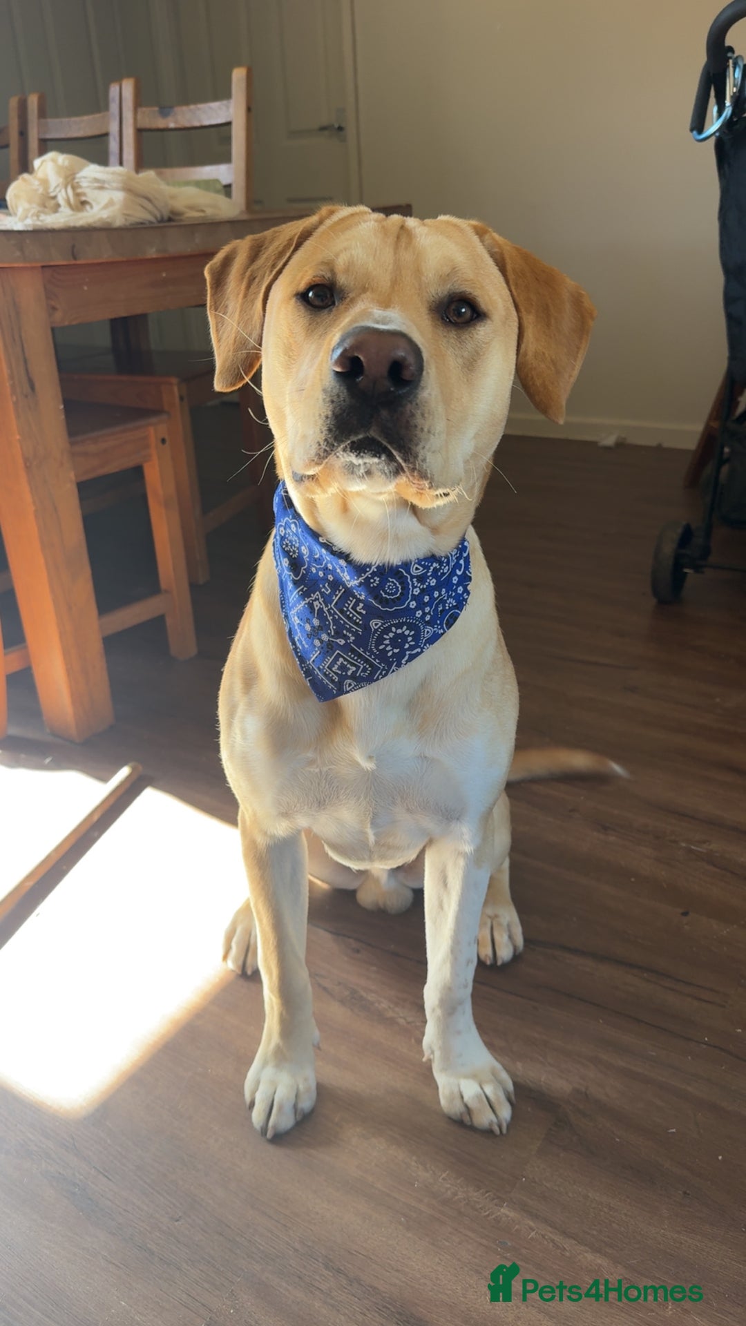 Mixed Breed dogs for sale: 10 month old puppy 🤍 - Advert 3