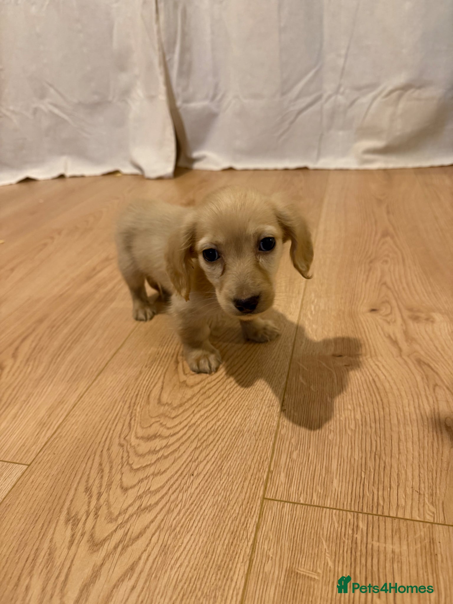 Miniature Dachshund dogs Miniature long haired dachshund Kc registered - Advert 6