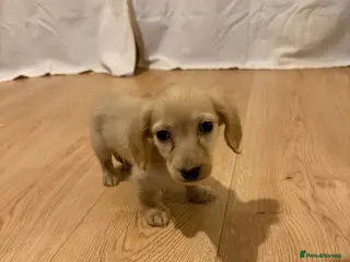 Miniature Dachshund dogs Miniature long haired dachshund Kc registered - Advert 6