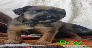 Mixed Breed dogs - Advert 5