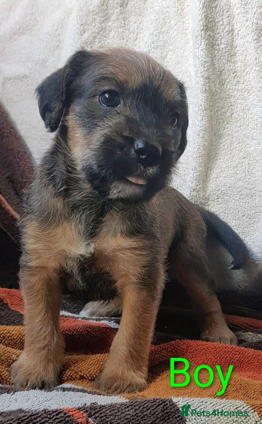 Mixed Breed dogs for sale: Adorable pups for sale - Image 3