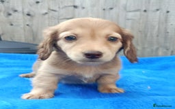 Miniature Dachshund dogs for sale: SHADED CREAM SUPER MINI DAXIS KC REG PRA CLR - Image 5