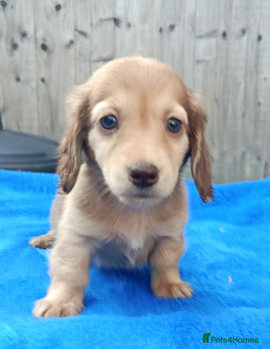 Miniature Dachshund dogs for sale: SHADED CREAM SUPER MINI DAXIS KC REG PRA CLR - Image 5