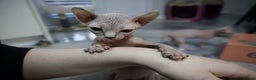 Sphynx cats for sale: Unique Elf, Sphynx & Dwelf Babies - Advert 24