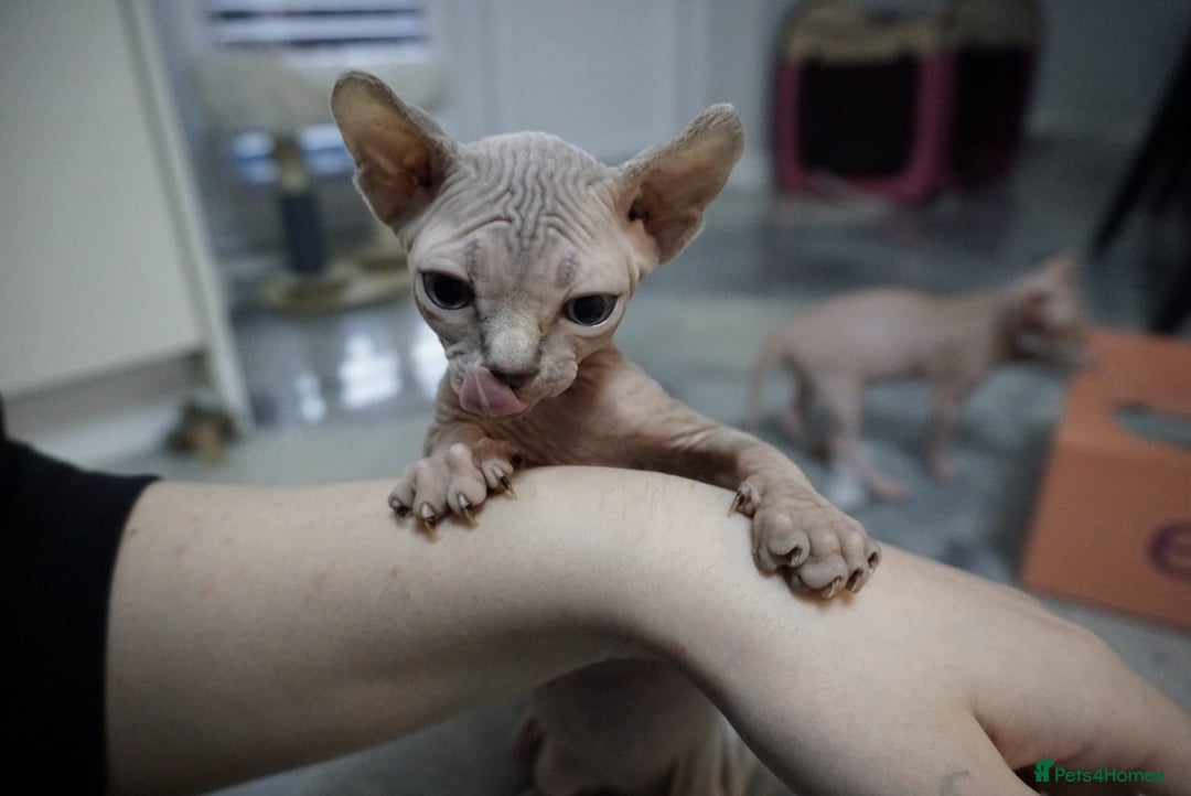 Sphynx cats for sale: Unique Elf, Sphynx & Dwelf Babies - Advert 24