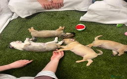 Pug dogs for sale: Full panda pugs - Image 11
