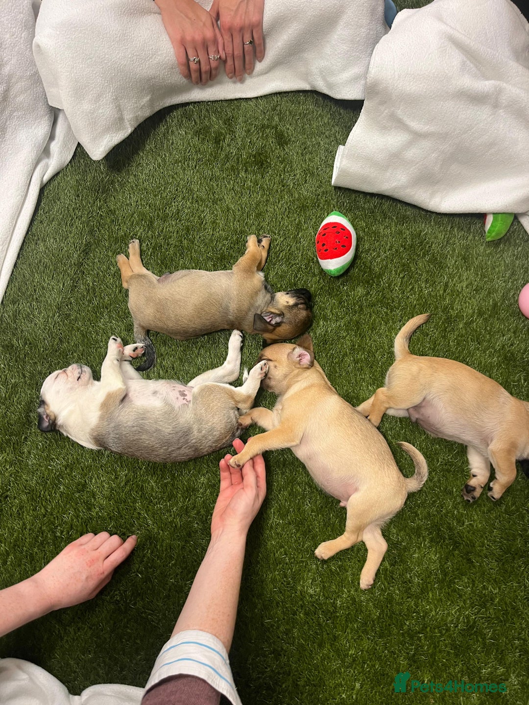 Pug dogs for sale: Full panda pugs - Image 11