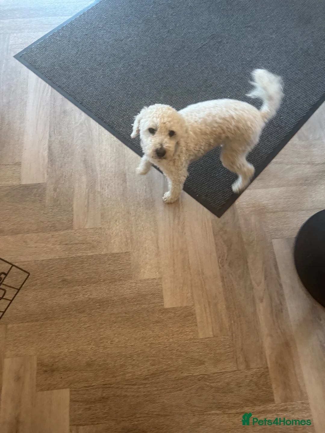 Cavapoo dogs for sale: Gorgeous f1 toy cavapoo pups (2 males available)  - Advert 2