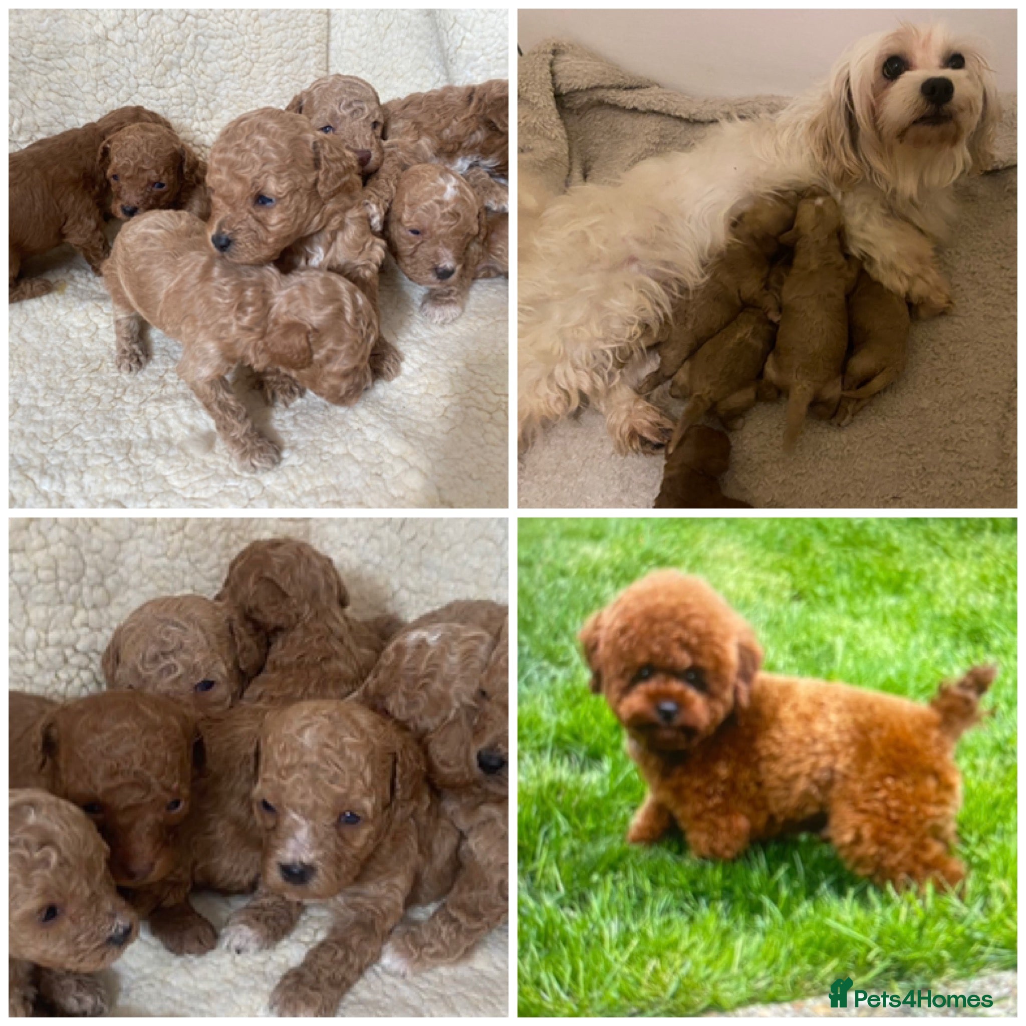 Maltipoo dogs Dna clear Asian maltipoo puppies  - Advert 6