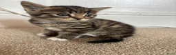 Mixed Breed cats for sale: Gorgeous kittens 🐱  - Advert 8