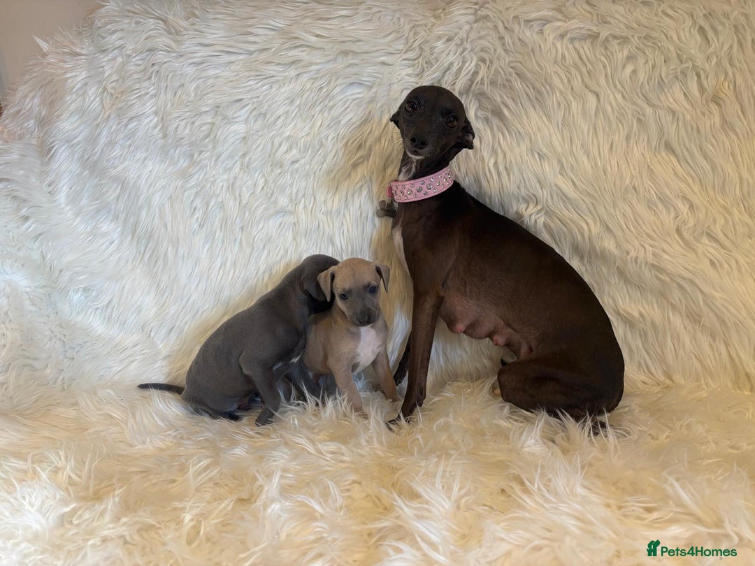 Italian Greyhound dogs for sale: 2 Italian Greyhound Boys  - Image 13