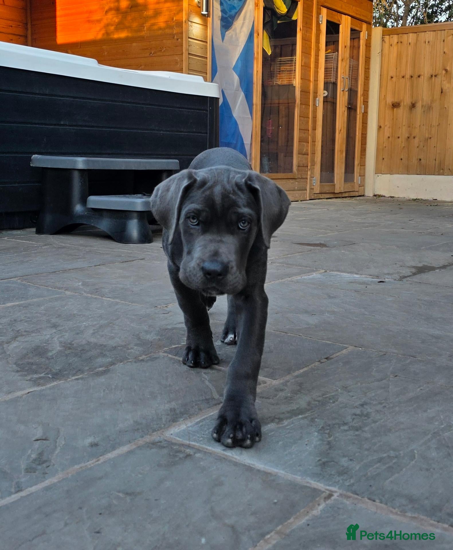 Cane Corso dogs X-Man Bloodline, Pedigree Cane Corso Puppies - Advert 5