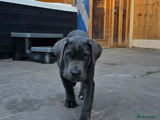 Cane Corso dogs X-Man Bloodline, Pedigree Cane Corso Puppies - Advert 5