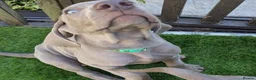Weimaraner dogs for sale: Ready to go Weimaraner puppies KC registered - Advert 3