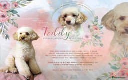 Cockapoo dogs for sale: 🐾 Expected F1 Top Class 🐾  - Image 9