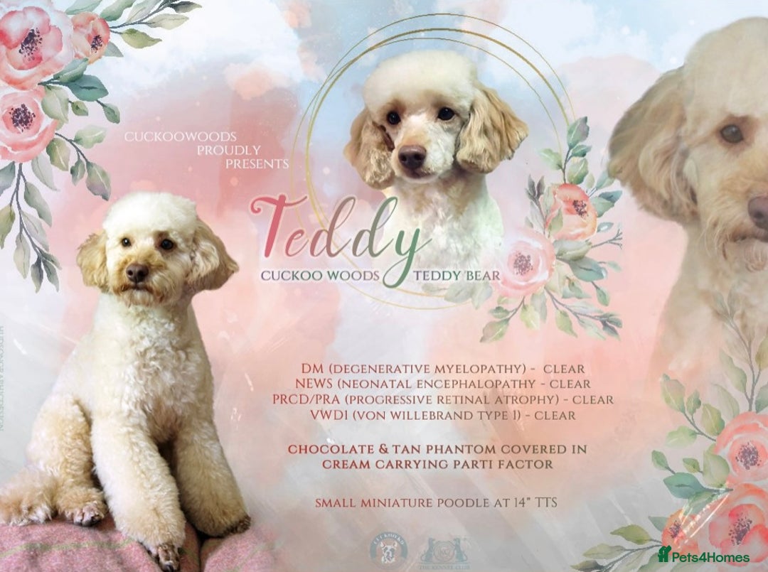 Cockapoo dogs for sale: 🐾 Expected F1 Top Class 🐾  - Image 9