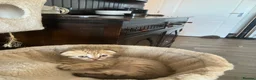 Scottish Fold cats for sale: Scottish fold and straight kittens - Advert 3